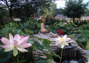 Water Lotus