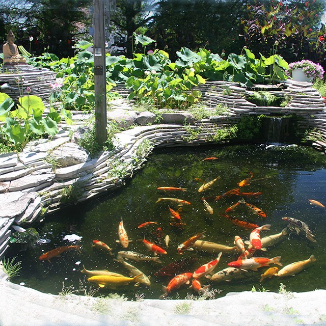A pond with many different colored fish in it.