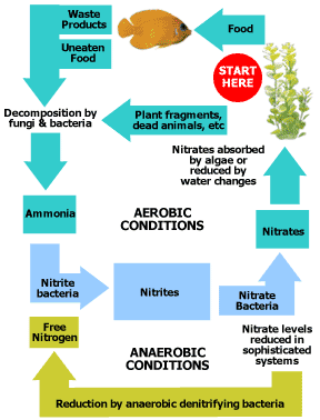 Understanding the Nitrogen Cycle