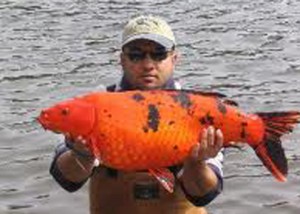 A man holding an orange fish in the water.
