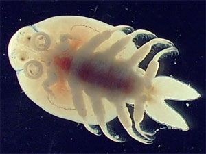  Fish Lice (Argulas)